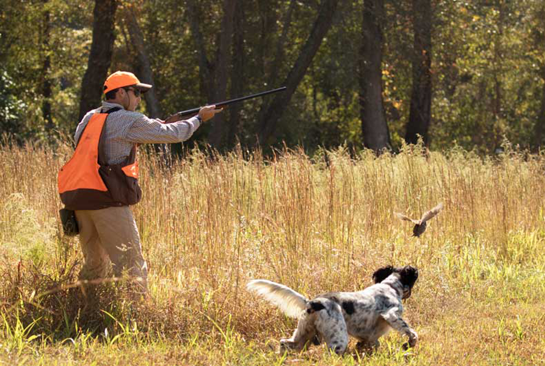 This image for Image Layouts addon